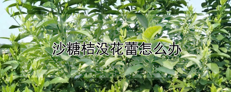 沙糖桔沒花蕾怎麼辦