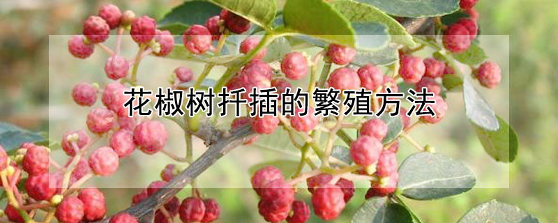 花椒樹扡插的繁殖方法