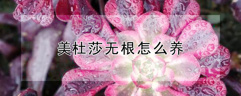 美杜莎無根怎麼養