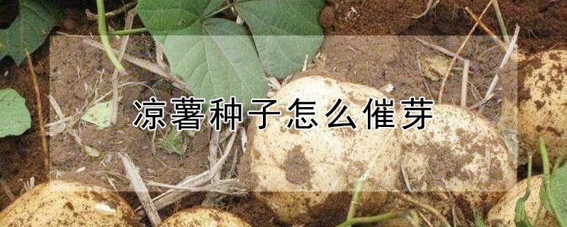 涼薯種子怎麼催芽