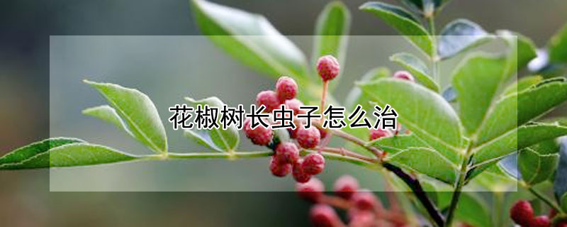 花椒樹長蟲子怎麼治