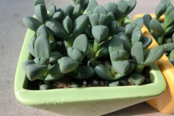 碧玉蓮怎麼養