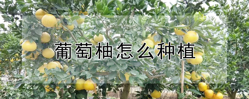 葡萄柚怎麼種植