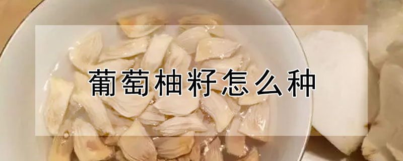 葡萄柚籽怎麼種