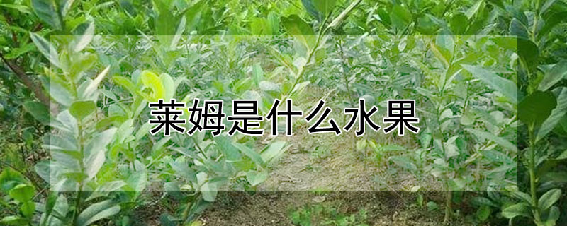 萊姆是什麼水果