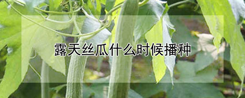 露天絲瓜什麼時候播種