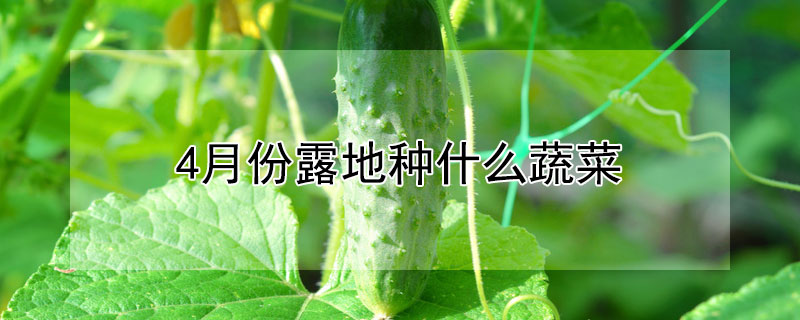 4月份露地種什麼蔬菜