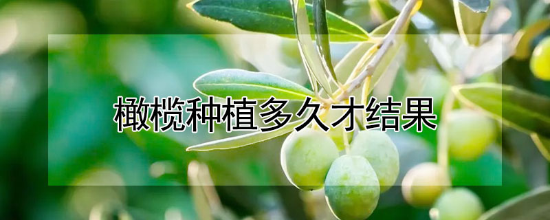 橄欖種植多久才結果