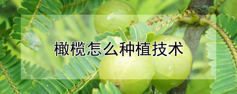 橄欖怎麼種植技術