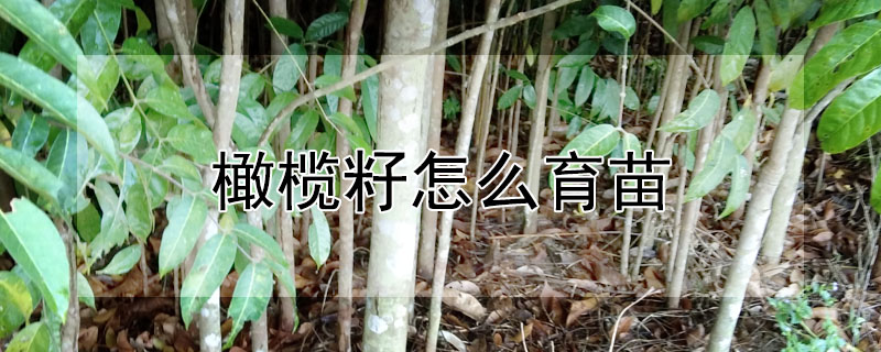 橄欖籽怎麼育苗