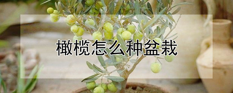 橄欖怎麼種盆栽