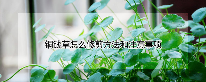 銅錢草怎麼修剪方法和注意事項
