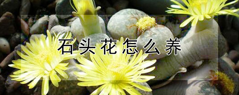 石頭花怎麼養