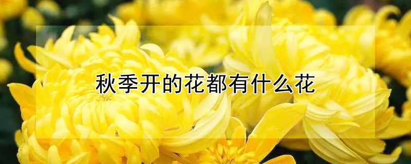 秋季開的花都有什麼花