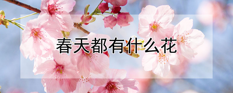 春天都有什麼花