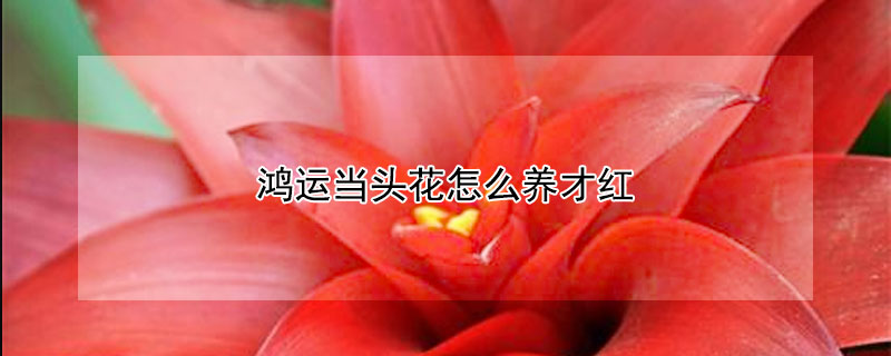 鴻運當頭花怎麼養才紅