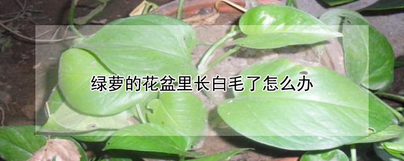 綠蘿的花盆裏長白毛了怎麼辦