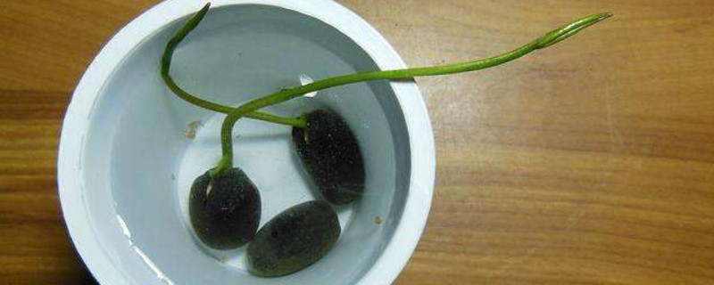蓮子怎麼發芽