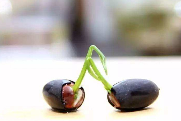 蓮子怎麼發芽
