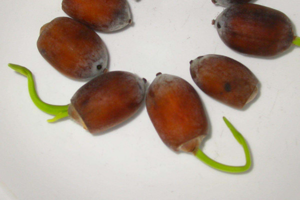 蓮子怎麼發芽