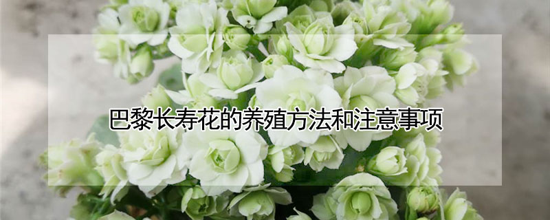 巴黎長壽花的養殖方法和注意事項
