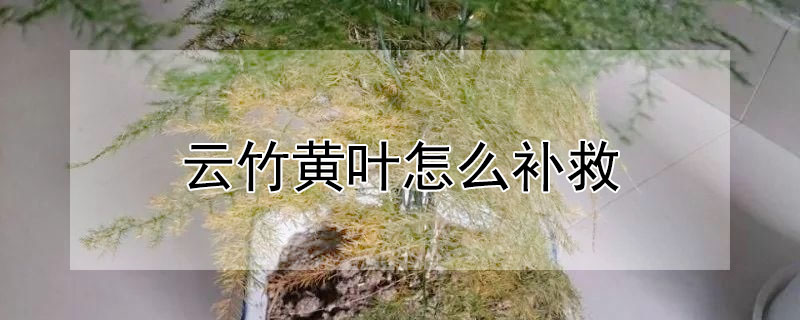 雲竹黃葉怎麼補救