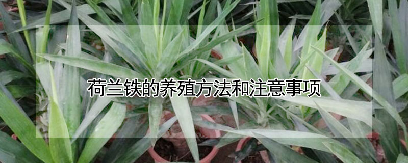荷蘭鐵的養殖方法和注意事項