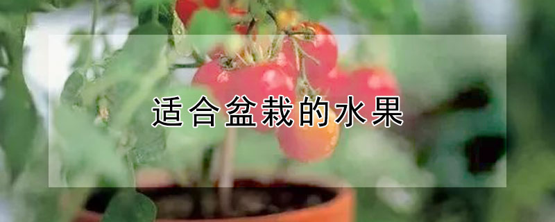 適合盆栽的水果