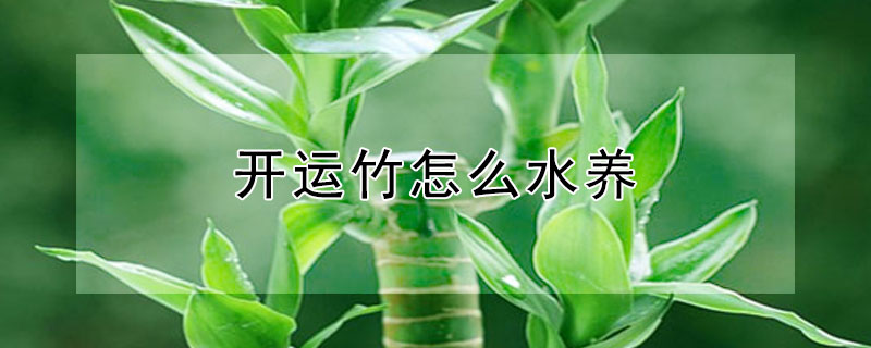 開運竹怎麼水養