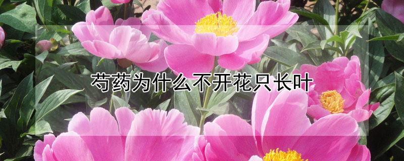 芍藥為什麼不開花隻長葉
