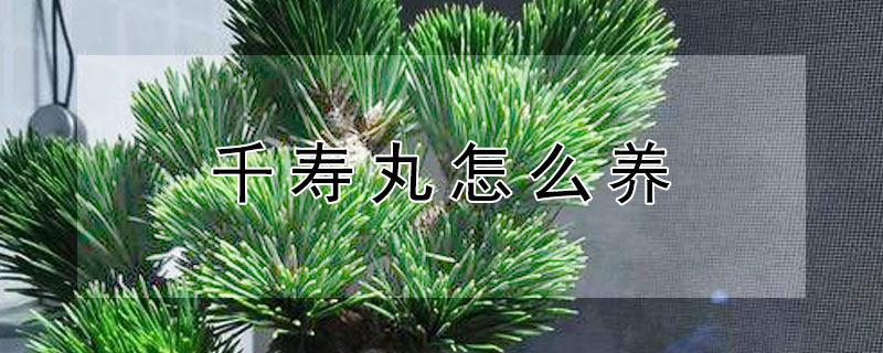 千壽丸怎麼養