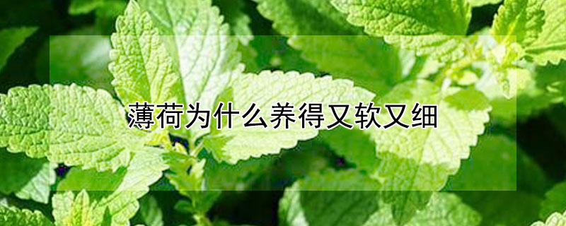 薄荷為什麼養得又軟又細