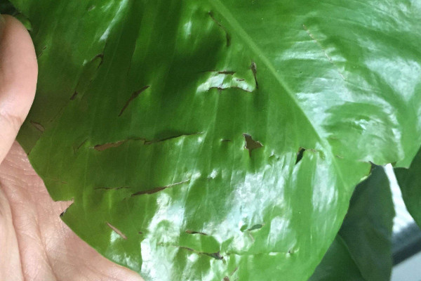 綠蘿葉麵開裂怎麼辦