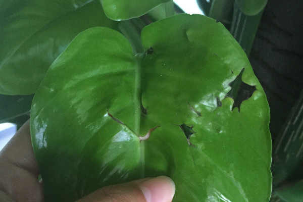 綠蘿葉麵開裂怎麼辦