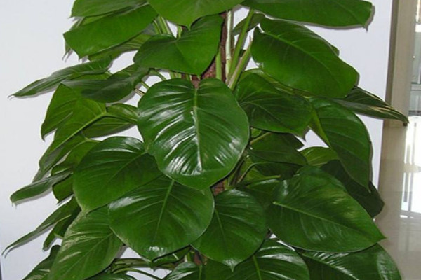 綠蘿柱怎麼養