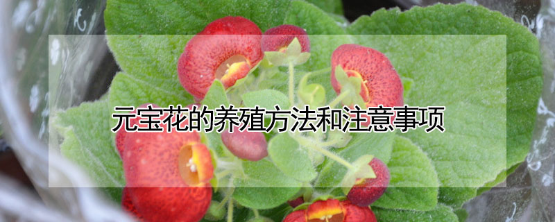 元寶花的養殖方法和注意事項