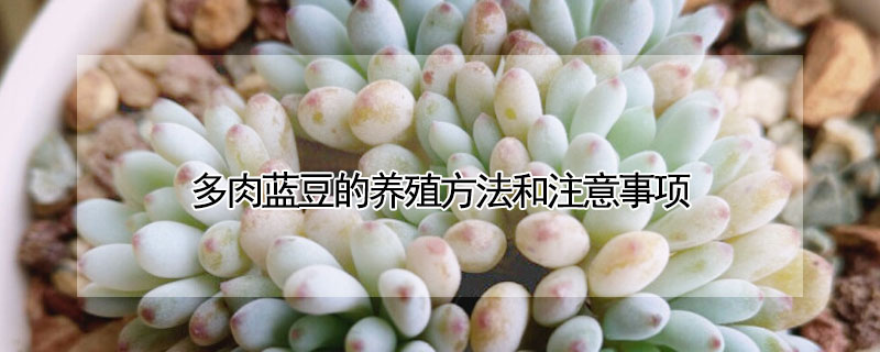 多肉藍豆的養殖方法和注意事項