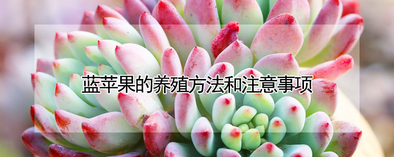藍蘋果的養殖方法和注意事項