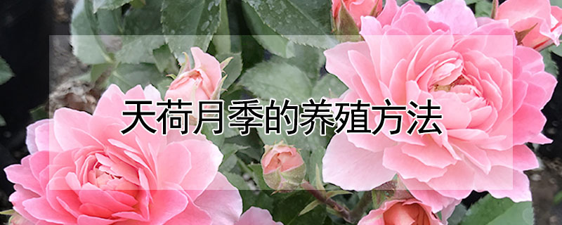 天荷月季的養殖方法