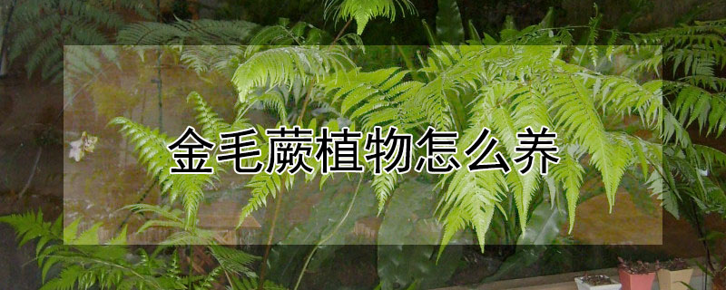 金毛蕨植物怎麼養