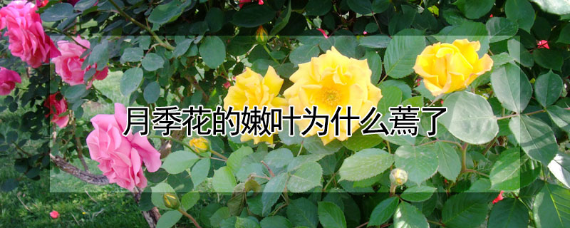 月季花的嫩葉為什麼蔫了
