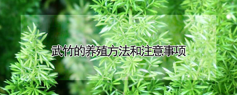 武竹的養殖方法和注意事項
