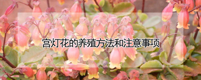 宮燈花的養殖方法和注意事項