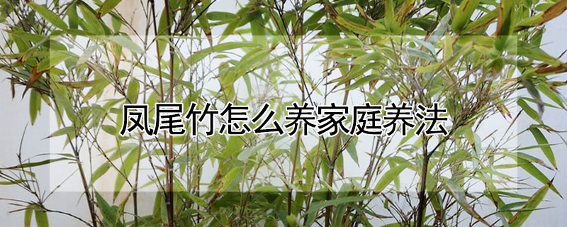 鳳尾竹怎麼養家庭養法