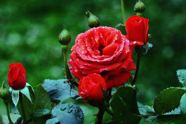 月季花幹葉了該怎麼治