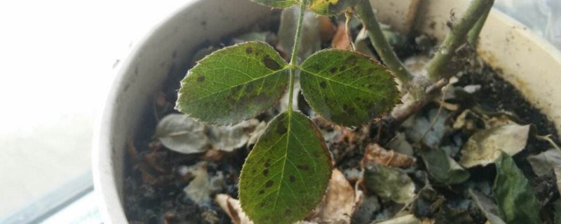 月季花葉子枯萎怎麼辦
