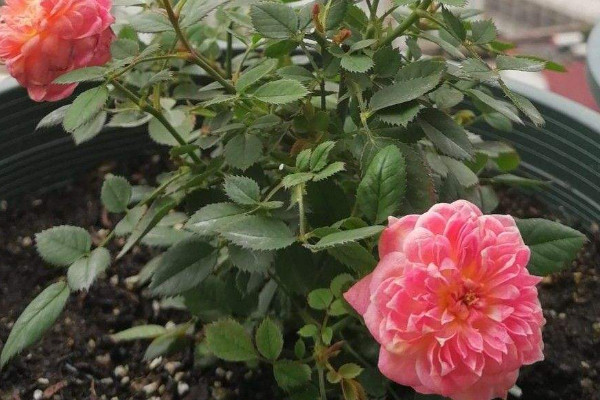 月季花葉子枯萎怎麼辦