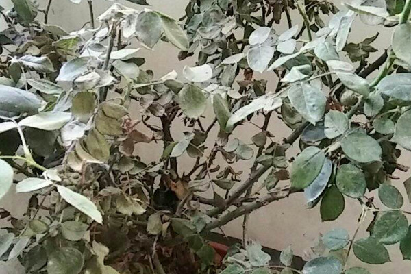 月季花葉子枯萎怎麼辦