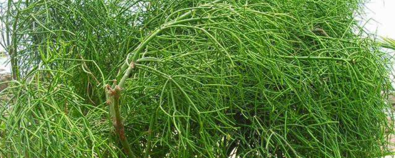 怎麼讓光棍樹多發枝