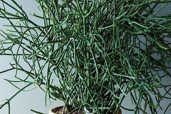 怎麼讓光棍樹多發枝
